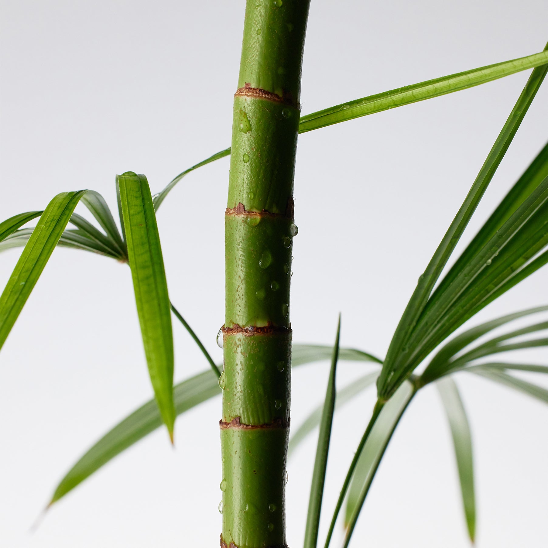 PURITO Mighty Bamboo Pantgenol Cream - Velvet Vanity