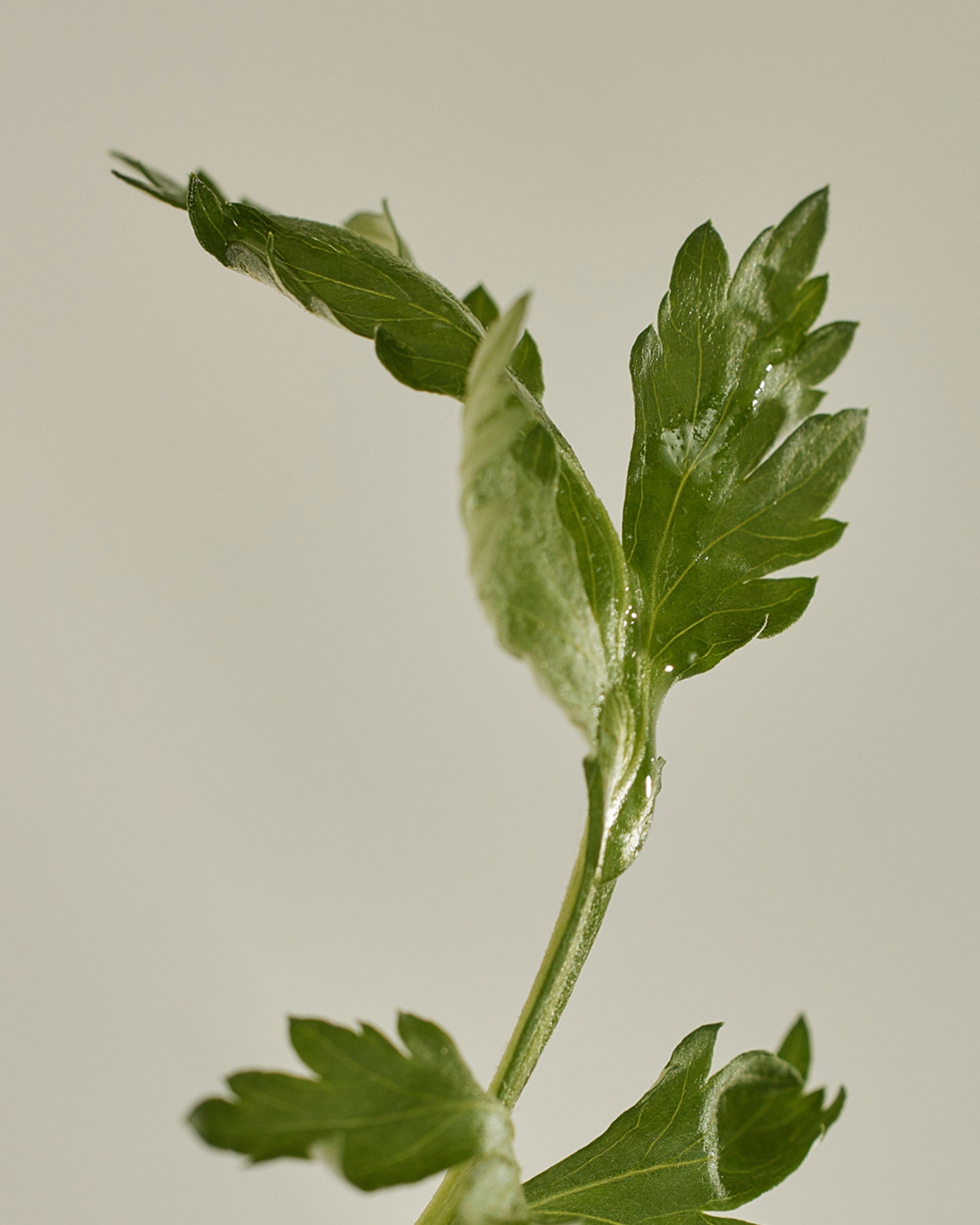 Matte Sun Stick : Mugwort+Camelia (SPF 50+ PA++++) - Velvet Vanity